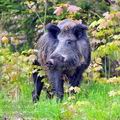 Sus_scrofa_ha5524