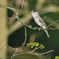 Sylvia_atricapilla_bc1674