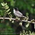 Sylvia_melanocephala_bg5508