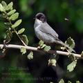 Sylvia_melanocephala_bg5509