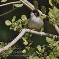 Sylvia_melanocephala_bg5522