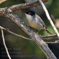 Sylvia_melanocephala_bg5539