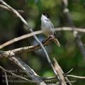 Sylvia_melanocephala_bg5542