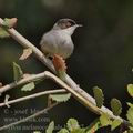 Sylvia_melanocephala_bg5547