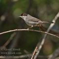 Sylvia_melanocephala_bg5573