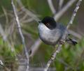 Sylvia_melanocephala_kb7337