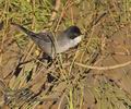 Sylvia_melanocephala_pb080689