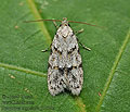 Symmoca_signatella_ji5890s
