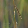 Sympecma_fusca_bd6646
