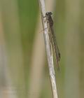 Sympecma_paedisca_bj9172