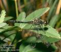 Sympetrum_danae_4249