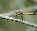 Sympetrum_danae_af3737