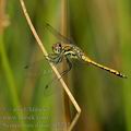 Sympetrum_danae_af3742