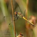 Sympetrum_danae_af3744