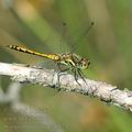 Sympetrum_danae_af3747