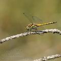 Sympetrum_danae_af3752