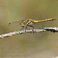 Sympetrum_danae_af3756