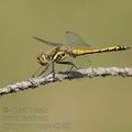 Sympetrum_danae_af3760