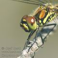 Sympetrum_danae_af3763