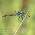 Sympetrum_danae_af3770