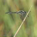 Sympetrum_danae_af3778