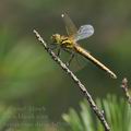 Sympetrum_danae_bd5986