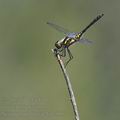 Sympetrum_danae_bd7586