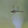 Sympetrum_danae_bd7650