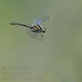 Sympetrum_danae_bd7662