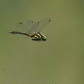 Sympetrum_danae_bd7663