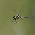 Sympetrum_danae_bd7682