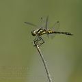 Sympetrum_danae_bd7692