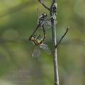 Sympetrum_danae_bd7825