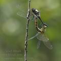 Sympetrum_danae_bd7900