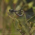 Sympetrum_danae_bd8244