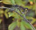 Sympetrum_danae_bd8279