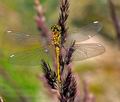 Sympetrum_danae_re8514