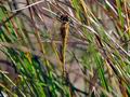 Sympetrum_danae_re8541