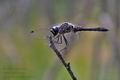 Sympetrum_danae_re8724