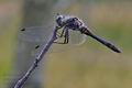 Sympetrum_danae_re8744