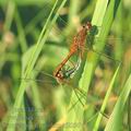 Sympetrum_flaveolum_af2290