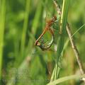 Sympetrum_flaveolum_af2296