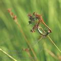 Sympetrum_flaveolum_af2319