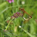 Sympetrum_flaveolum_af2347