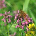 Sympetrum_flaveolum_af2379