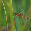 Sympetrum_flaveolum_bd2380