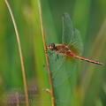 Sympetrum_flaveolum_bd2380