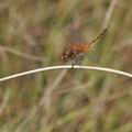 Sympetrum_flaveolum_bd7310