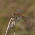 Sympetrum_flaveolum_bd7332