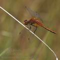 Sympetrum_flaveolum_bd7342